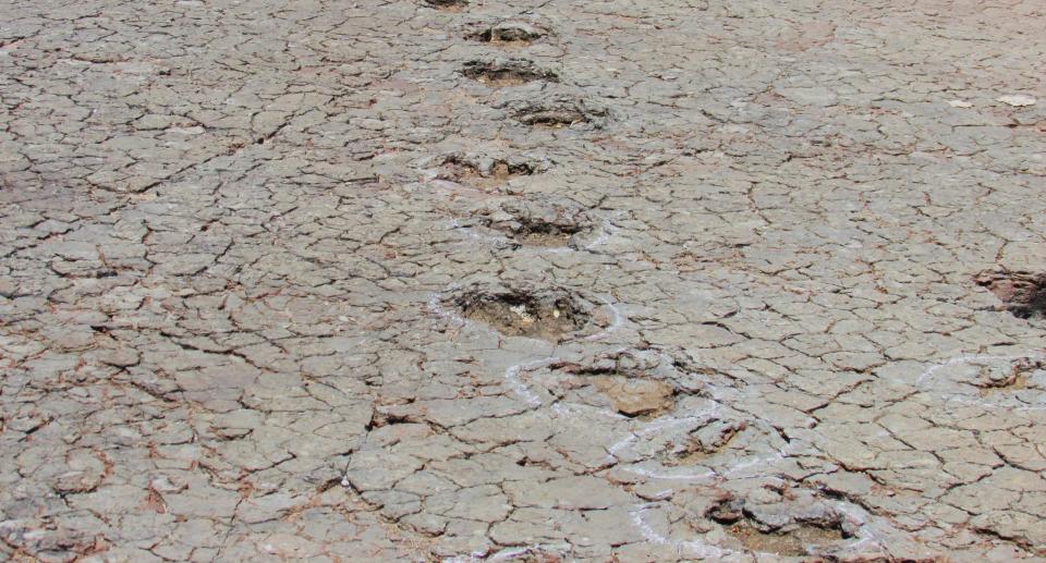 A long ornithopod trackway at Passagem das Pedra, Sousa Basin preserved in floodplain deposits of Lower Cretaceous.