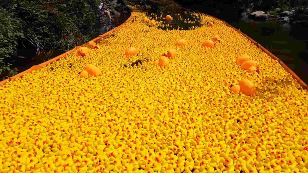 Annual Ducky Derby takes over river in Colorado