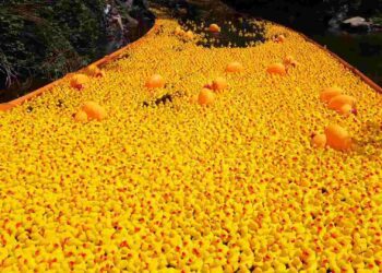 Annual Ducky Derby takes over river in Colorado