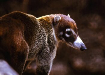 Arizona’s coatis filmed for upcoming episode of ‘Wild Kingdom’