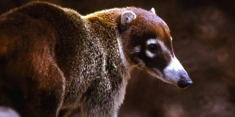 Arizona’s coatis filmed for upcoming episode of ‘Wild Kingdom’