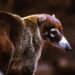 Arizona’s coatis filmed for upcoming episode of ‘Wild Kingdom’