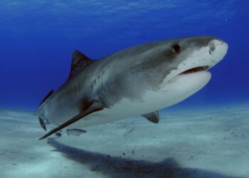 Boy, 16, decapitated by shark while fishing in Jamaica | World News