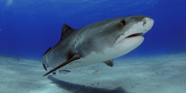 Boy, 16, decapitated by shark while fishing in Jamaica | World News