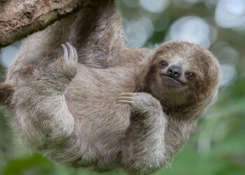 Brain-swelling 'sloth fever' detected in Florida as holidaymakers told 'take precautions'