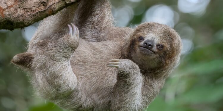 Brain-swelling 'sloth fever' detected in Florida as holidaymakers told 'take precautions'