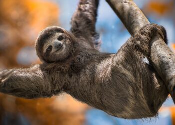 Brain-swelling 'sloth' fever found across Europe as travellers urged to 'take precautions' amid 'unstoppable' outbreak