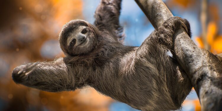 Brain-swelling 'sloth' fever found across Europe as travellers urged to 'take precautions' amid 'unstoppable' outbreak