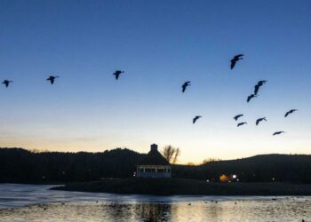 Canada Goose August take runs Aug. 17 through 31