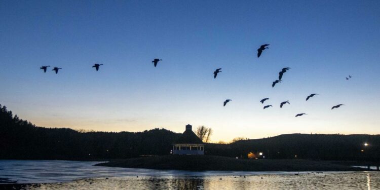 Canada Goose August take runs Aug. 17 through 31