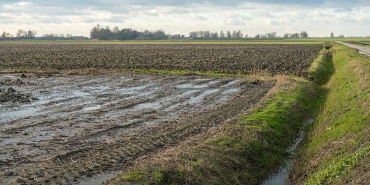 Central North America harvest may trend wetter