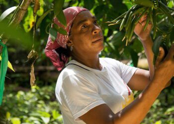 Colombia prepares for a vanilla boomÂ