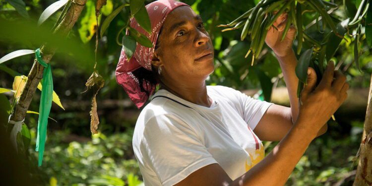 Colombia prepares for a vanilla boom 