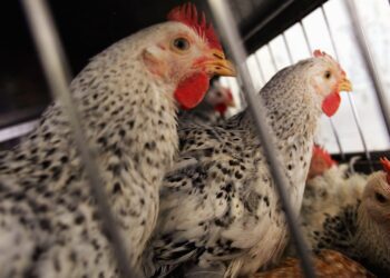 Colorado Facilities Detect First Human Cluster Of Bird Flu Cases, CDC Says