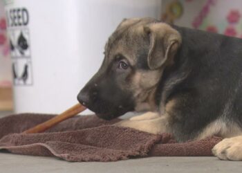 Colorado health officials order additional puppies from adoption event to be quarantined amid rabies