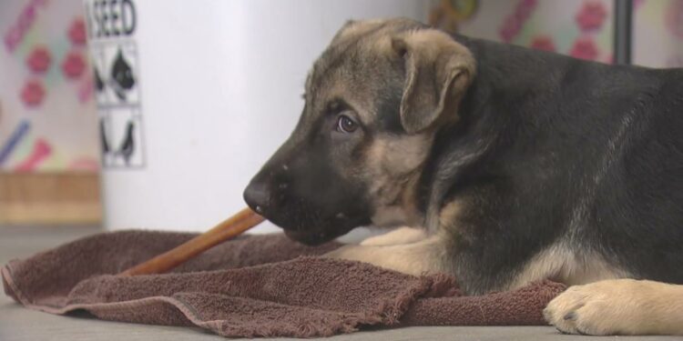 Colorado health officials order additional puppies from adoption event to be quarantined amid rabies