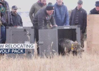 Colorado wolf pack will be captured, relocated after depredations, CPW says