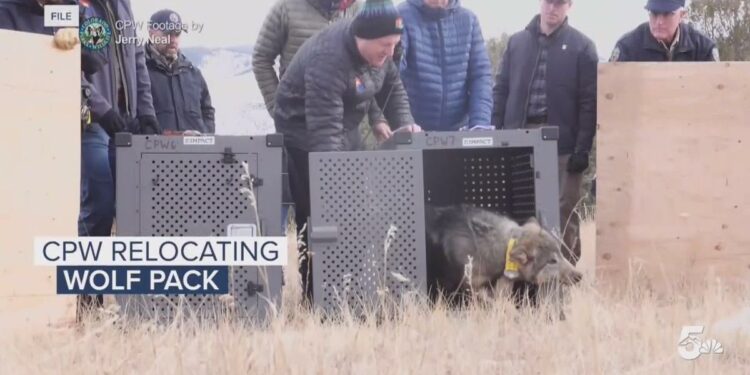 Colorado wolf pack will be captured, relocated after depredations, CPW says