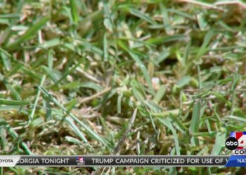 Could Bermuda grass be the grass of Utah future?