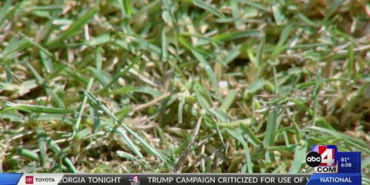 Could Bermuda grass be the grass of Utah future?