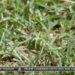 Could Bermuda grass be the grass of Utah future?
