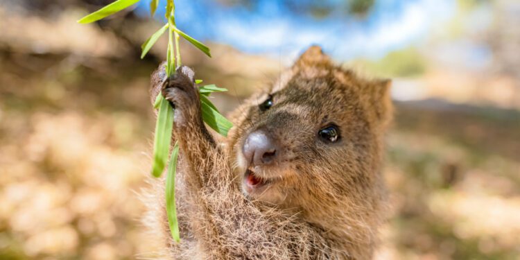 Discover 99 Unexpected Animals That Start With 'Q'