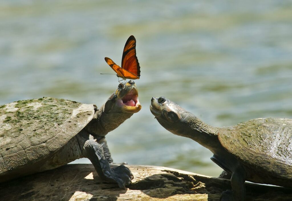 Do Butterflies Actually Drink Turtle Tears?