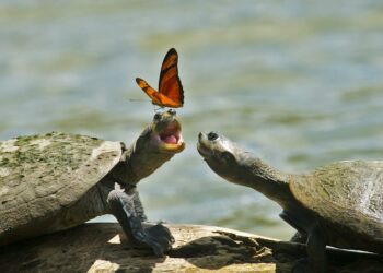 Do Butterflies Actually Drink Turtle Tears?