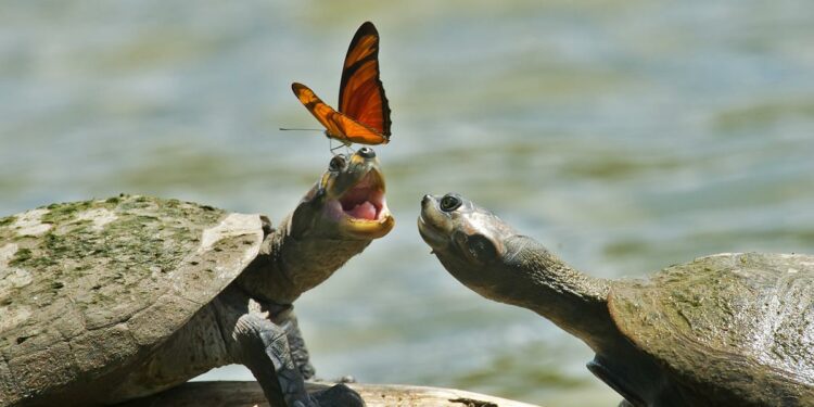 Do Butterflies Actually Drink Turtle Tears?