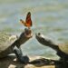 Do Butterflies Actually Drink Turtle Tears?
