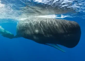 Getty Images Sperm Whale Mother and Calf, Physeter macrocephalus, Caribbean Sea, Dominica