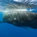 Getty Images Sperm Whale Mother and Calf, Physeter macrocephalus, Caribbean Sea, Dominica