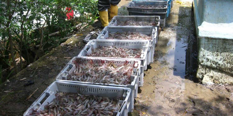 Ecuador shrimp exports slow in June 2024