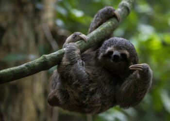 Europe detects 1st ‘Sloth virus’ cases after South America outbreak