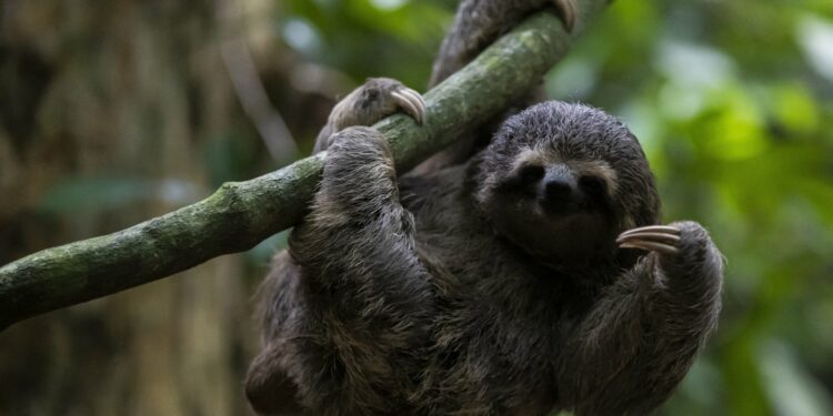 Europe detects 1st ‘Sloth virus’ cases after South America outbreak