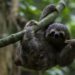 Europe detects 1st ‘Sloth virus’ cases after South America outbreak