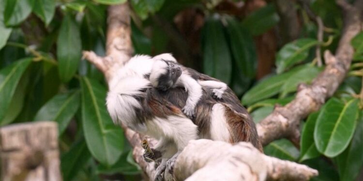'Exceptionally rare' tamarin monkeys born at England zoo