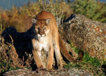 Experts Warn Mountain Lion Attacks Likely To Rise If Colorado Ballot Measure Passes