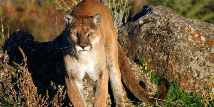 Experts Warn Mountain Lion Attacks Likely To Rise If Colorado Ballot Measure Passes