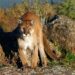 Experts Warn Mountain Lion Attacks Likely To Rise If Colorado Ballot Measure Passes