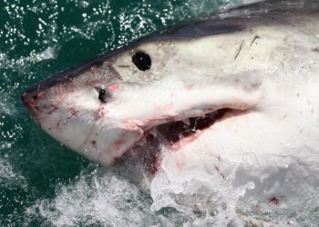 First Evidence Of White Sharks In Central Bahamas