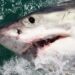 First Evidence Of White Sharks In Central Bahamas