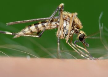 First US Cases of 'Sloth Fever' From Oropouche Virus Reported