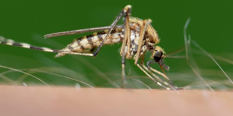 First US Cases of 'Sloth Fever' From Oropouche Virus Reported