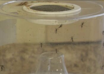 Florida reports 30 cases linked to Cuba – NBC 6 South Florida