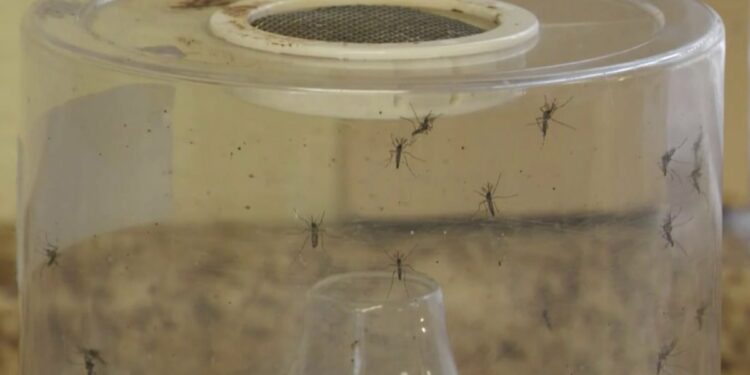 Florida reports 30 cases linked to Cuba – NBC 6 South Florida