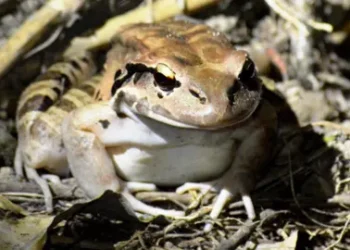 Anselm Gibbs Leptodactylus fallax in the wild