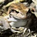 Anselm Gibbs Leptodactylus fallax in the wild