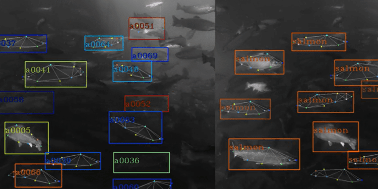 Google's aquaculture AI spin-off to expand to Australia, Chile with new funding