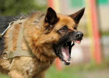 Grenadian court awards financial damages to man beaten by dog owners